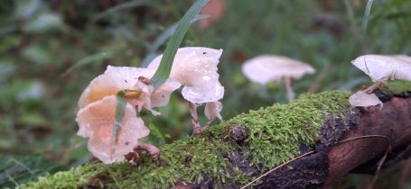 Pilze wachsen auf einem moosbedeckten Baumstamm im Wald.