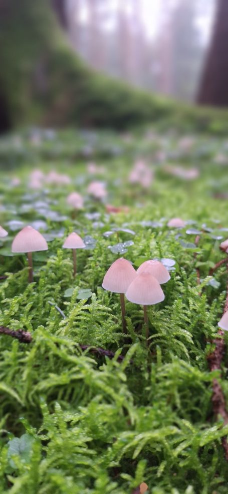 Kleine rosa Pilze wachsen auf moosbedecktem Boden im Wald.