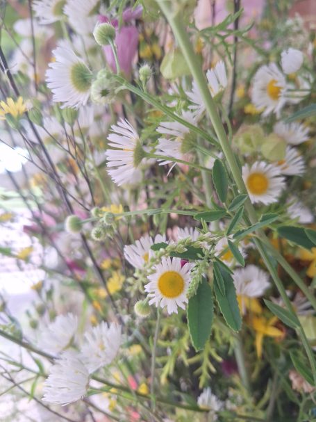 Bunte Blumenwiese mit wildblühenden Margeriten und verschiedenen Pflanzen.