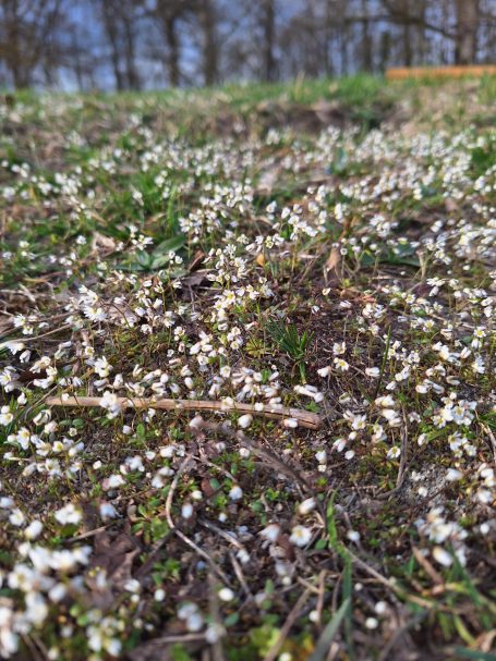 Blühende kleine weiße Blumen auf grünem Boden im Frühling.