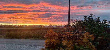 Sonnenuntergang mit bunten Wolken über einer Landschaft und einer Pflanze im Vordergrund.