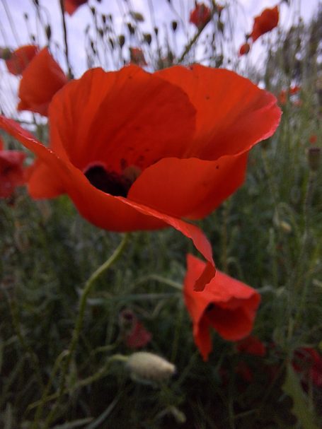 Roten Mohnblüten in einem Feld, umgeben von grünen Stängeln und Knospen.