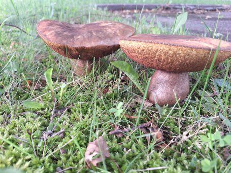 Zwei große, braune Pilze stehen auf grünem Moosboden im Freien.