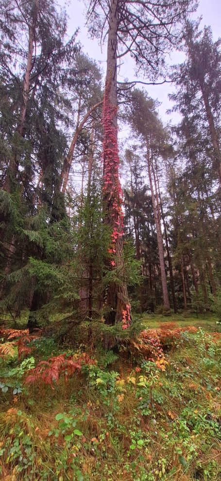Roter Bewuchs an einem hohen Baum im Wald, umgeben von grünen Pflanzen und Herbstlaub.
