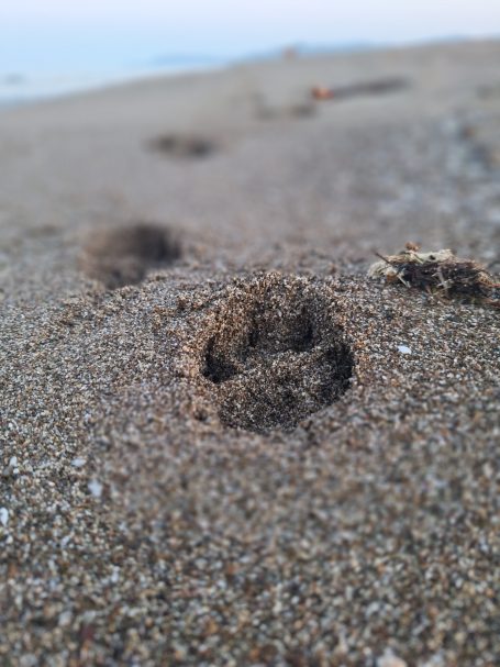 Pfotenabdrücke im Sand am Strand, umgeben von feinem, goldenem Sand.
