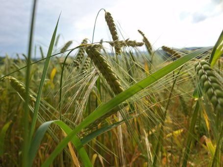 Grüne Weizenfelder mit Ähren unter einem bewölkten Himmel.