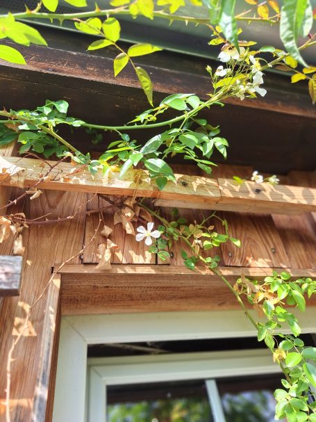 Weißblühende Pflanzenranken an einer Holzwand mit Fenster.