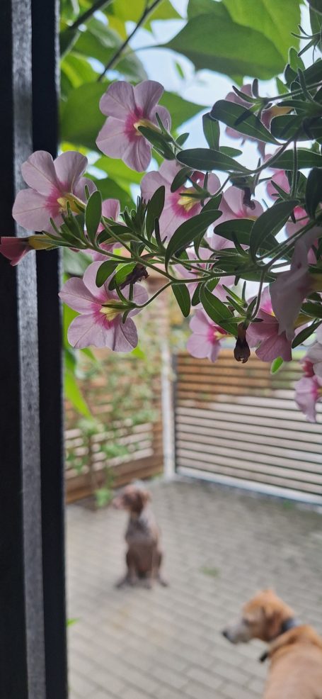 Zwei Hunde in einem Garten, umgeben von blühenden Pflanzen.