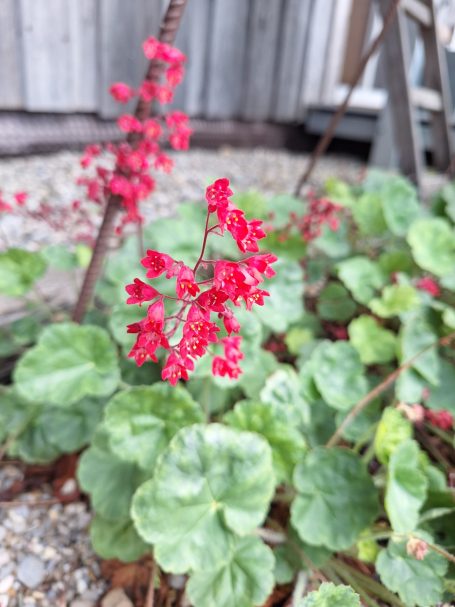 Rote Blüten mit grünen Blättern in einem Garten.