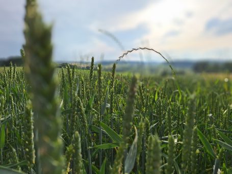 Grüne Weizenfelder unter einem bewölkten Himmel mit leicht nebliger Fernsicht.