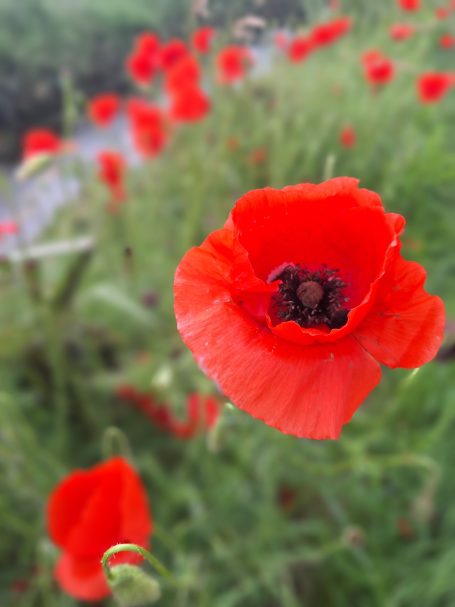 Rote Mohnblüte vor grünen Halmen, im Hintergrund weitere Mohnblumen.