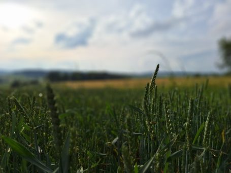 Grünes Feld unter einem bewölkten Himmel mit sanften Hügeln im Hintergrund.