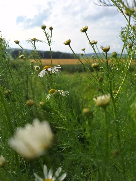 Weiße Blüten im Vordergrund, grüne Wiesen und bewölkter Himmel im Hintergrund.
