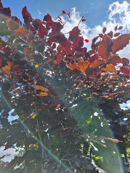 Blick auf bunte Blätter und den Himmel durch die Baumkronen. Sonnenstrahlen sind sichtbar.